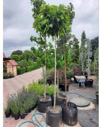 Катальпа бігнонієвидна Нана | Catalpa bignonioides Nana | Катальпа бигнониевидная Нана