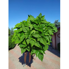 Катальпа бігнонієвидна Нана | Catalpa bignonioides Nana | Катальпа бигнониевидная Нана