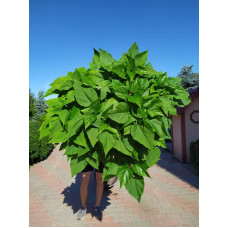Катальпа бігнонієвидна Нана | Catalpa bignonioides Nana | Катальпа бигнониевидная Нана