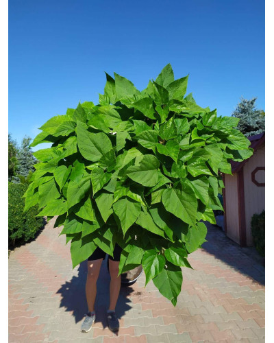 Катальпа бігнонієвидна Нана | Catalpa bignonioides Nana | Катальпа бигнониевидная Нана