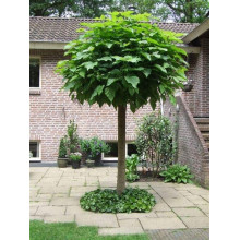 Катальпа бігнонієвидна Нана | Catalpa bignonioides Nana | Катальпа бигнониевидная Нана