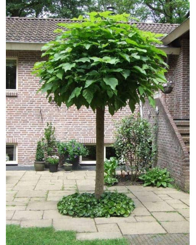 Катальпа бігнонієвидна Нана | Catalpa bignonioides Nana | Катальпа бигнониевидная Нана