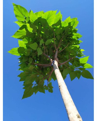 Катальпа бігнонієвидна Нана | Catalpa bignonioides Nana | Катальпа бигнониевидная Нана