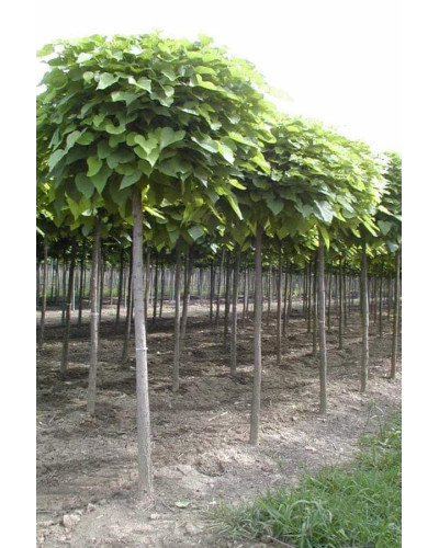 Катальпа бігнонієвидна Нана | Catalpa bignonioides Nana | Катальпа бигнониевидная Нана