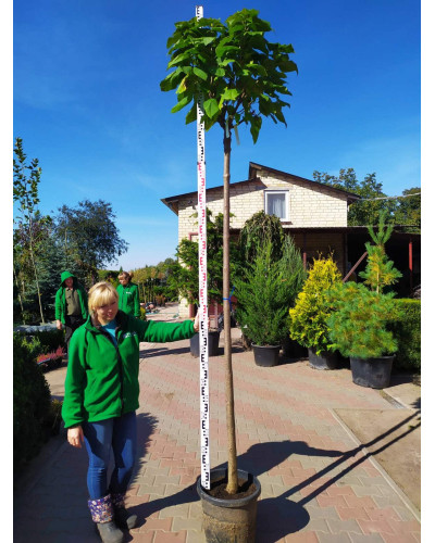 Катальпа бігнонієвидна Нана | Catalpa bignonioides Nana | Катальпа бигнониевидная Нана