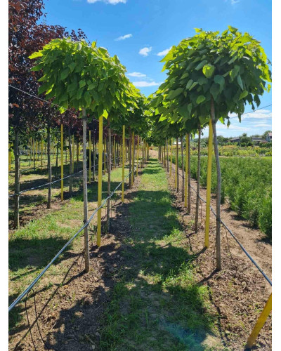 Катальпа бігнонієвидна Нана | Catalpa bignonioides Nana | Катальпа бигнониевидная Нана