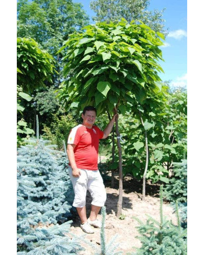 Катальпа бігнонієвидна Нана | Catalpa bignonioides Nana | Катальпа бигнониевидная Нана