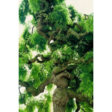Робінія псевдоакація Тортуоза | Robinia pseudoacacia Tortuosa | Робиния лжеакация Тортуоза