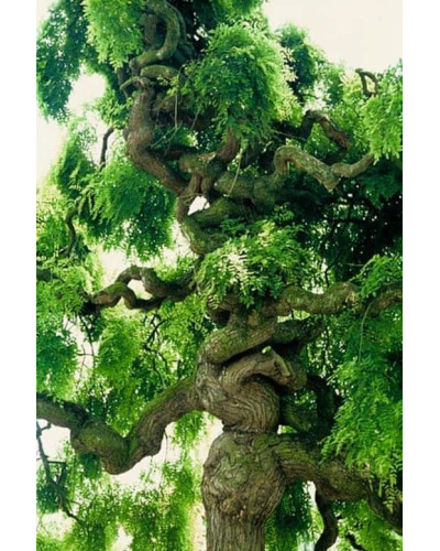 Робінія псевдоакація Тортуоза | Robinia pseudoacacia Tortuosa | Робиния лжеакация Тортуоза