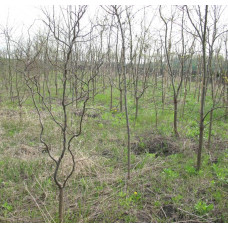 Робінія псевдоакація Тортуоза | Robinia pseudoacacia Tortuosa | Робиния лжеакация Тортуоза