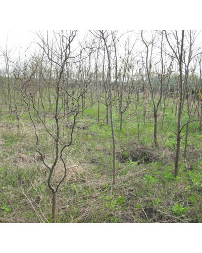 Робінія псевдоакація Тортуоза | Robinia pseudoacacia Tortuosa | Робиния лжеакация Тортуоза