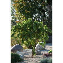 Робінія псевдоакація Тортуоза | Robinia pseudoacacia Tortuosa | Робиния лжеакация Тортуоза