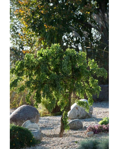 Робінія псевдоакація Тортуоза | Robinia pseudoacacia Tortuosa | Робиния лжеакация Тортуоза