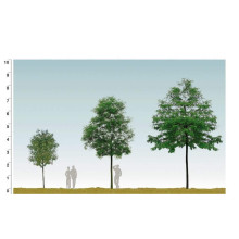 Робінія псевдоакація Тортуоза | Robinia pseudoacacia Tortuosa | Робиния лжеакация Тортуоза