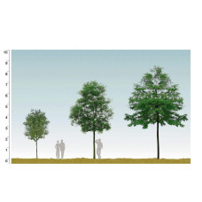 Робінія псевдоакація Тортуоза | Robinia pseudoacacia Tortuosa | Робиния лжеакация Тортуоза