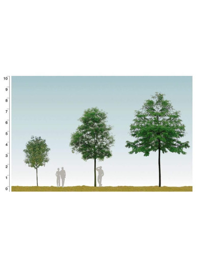 Робінія псевдоакація Тортуоза | Robinia pseudoacacia Tortuosa | Робиния лжеакация Тортуоза