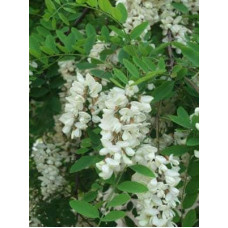Робінія псевдоакація Тортуоза | Robinia pseudoacacia Tortuosa | Робиния лжеакация Тортуоза
