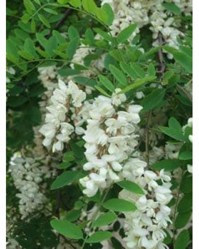 Робінія псевдоакація Тортуоза | Robinia pseudoacacia Tortuosa | Робиния лжеакация Тортуоза