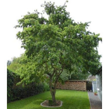 Робінія псевдоакація Тортуоза | Robinia pseudoacacia Tortuosa | Робиния лжеакация Тортуоза