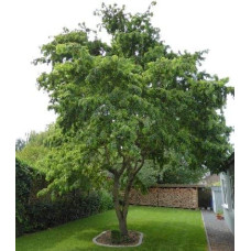Робінія псевдоакація Тортуоза | Robinia pseudoacacia Tortuosa | Робиния лжеакация Тортуоза