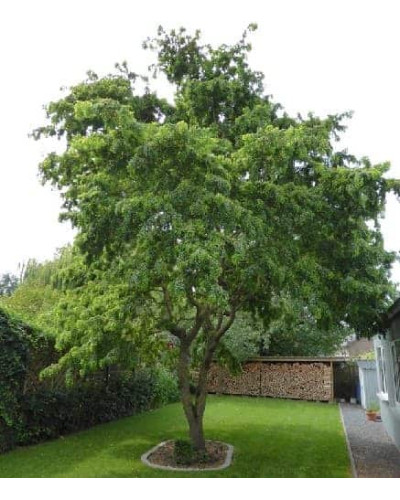 Робінія псевдоакація Тортуоза | Robinia pseudoacacia Tortuosa | Робиния лжеакация Тортуоза