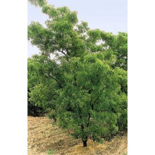 Робінія псевдоакація Тортуоза | Robinia pseudoacacia Tortuosa | Робиния лжеакация Тортуоза