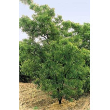 Робінія псевдоакація Тортуоза | Robinia pseudoacacia Tortuosa | Робиния лжеакация Тортуоза