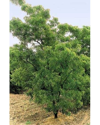 Робінія псевдоакація Тортуоза | Robinia pseudoacacia Tortuosa | Робиния лжеакация Тортуоза