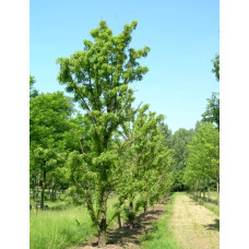 Робінія псевдоакація Тортуоза | Robinia pseudoacacia Tortuosa | Робиния лжеакация Тортуоза