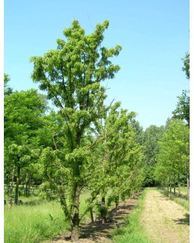 Робінія псевдоакація Тортуоза | Robinia pseudoacacia Tortuosa | Робиния лжеакация Тортуоза