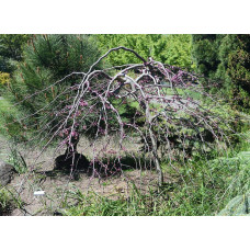 Церцис канадський Рубі Фолс | Cercis canadensis Ruby Falls | Церцис канадский Руби Фолс