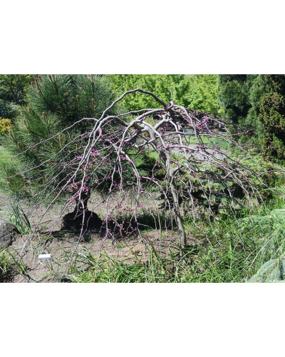 Церцис канадський Рубі Фолс | Cercis canadensis Ruby Falls | Церцис канадский Руби Фолс