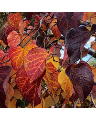 Церцис канадський Рубі Фолс | Cercis canadensis Ruby Falls | Церцис канадский Руби Фолс