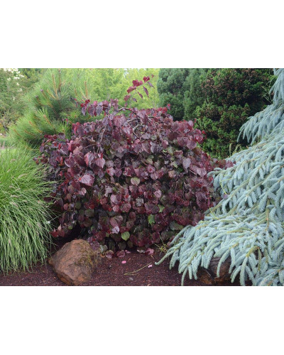 Церцис канадський Рубі Фолс | Cercis canadensis Ruby Falls | Церцис канадский Руби Фолс