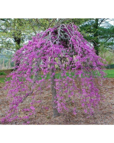 Церцис канадський Рубі Фолс | Cercis canadensis Ruby Falls | Церцис канадский Руби Фолс