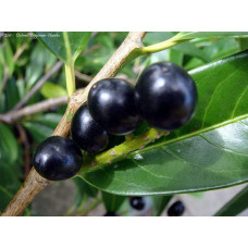 Лавровишня лікарська Он Фаєр | Лавровишня лекарственная Он Фаер | Prunus laurocerasus On Fire