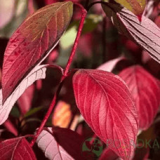 Дерен криваво-червоний/пурпурово-червоний|Cornus sanguinea|Дерен кроваво-красный/пурпурно-красный