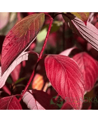 Дерен криваво-червоний/пурпурово-червоний|Cornus sanguinea|Дерен кроваво-красный/пурпурно-красный