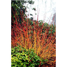 Дерен пурпурово-червоний Мідвінтер Фаєр | Cornus sanguinea Midwinter Fire | Дерен пурпурно-красный Мидвинтер Файер