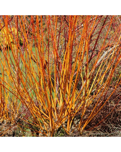 Дерен пурпурово-червоний Мідвінтер Фаєр | Cornus sanguinea Midwinter Fire | Дерен пурпурно-красный Мидвинтер Файер