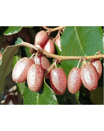 Елеагнус Еббінге | Элеагнус Эббинге | Elaeagnus × submacrophylla / Elaeagnus × ebbingei