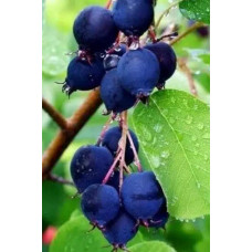 Ірга вільхолиста Слейт | Ирга ольхолистная Слейт | Amelanchier alnifolia Slate