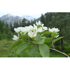 Ірга вільхолиста Слейт | Ирга ольхолистная Слейт | Amelanchier alnifolia Slate