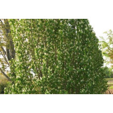 Ірга вільхолиста Слейт | Ирга ольхолистная Слейт | Amelanchier alnifolia Slate