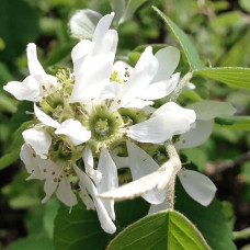 Ірга вільхолиста Слейт | Ирга ольхолистная Слейт | Amelanchier alnifolia Slate