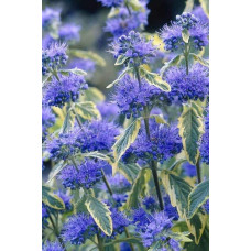 Каріоптерис кландонський `Саммер Сорбет` | Caryopteris × clandonensis `Summer Sorbet` | Кариоптерис кландонский `Саммер Сорбет`