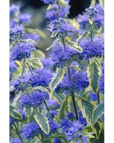 Каріоптерис кландонський `Саммер Сорбет` | Caryopteris × clandonensis `Summer Sorbet` | Кариоптерис кландонский `Саммер Сорбет`