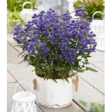 Каріоптерис кландонський `Саммер Сорбет` | Caryopteris × clandonensis `Summer Sorbet` | Кариоптерис кландонский `Саммер Сорбет`