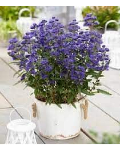 Каріоптерис кландонський `Саммер Сорбет` | Caryopteris × clandonensis `Summer Sorbet` | Кариоптерис кландонский `Саммер Сорбет`