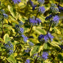 Каріоптерис кландонський `Саммер Сорбет` | Caryopteris × clandonensis `Summer Sorbet` | Кариоптерис кландонский `Саммер Сорбет`
